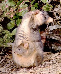 marsupial by Foxtongue