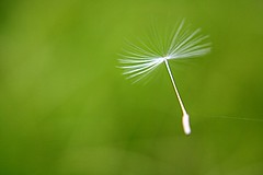 Seed by the yes man