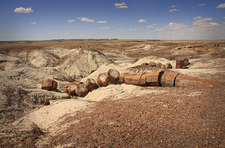 'Petrified Forest, Arizona' by  minniemouseaunt